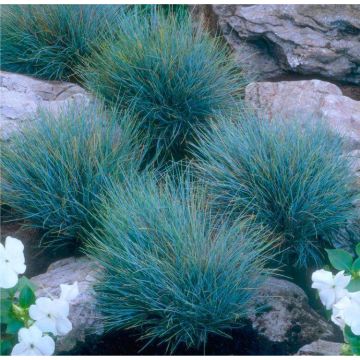 Festuca glauca Elijah Blue - Fescue - Pack of THREE