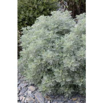 Artemisia Powis Castle - Woodworm