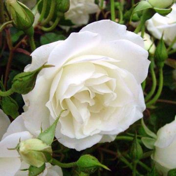 Rose 'Iceberg' - Floribunda Rose