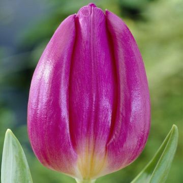 Tulipa Purple Flag - Plum Tulips - Pack of 6 bulbs