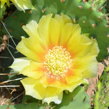 Opuntia humifusa - Hardy Cactus