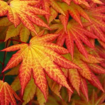 Acer shirasawanum Autumn Moon - Rare Japanese Full Moon Maple