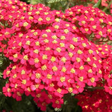 Achillea millefolium 'Paprika' - Red Yarrow