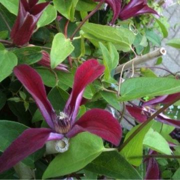 Clematis texensis Gravetye Beauty - Summer Flowering Clematis