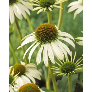 Echinacea purpurea alba ''White Swan''