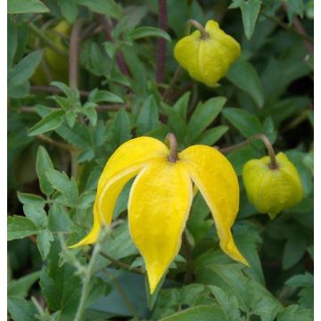 Clematis tangutica Corry - Summer Flowering Clematis