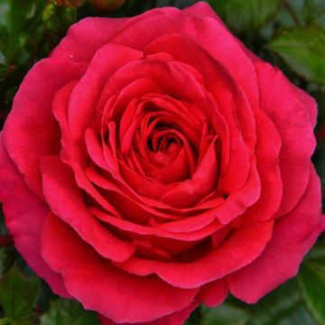Rose My Dad - Floribunda Rose