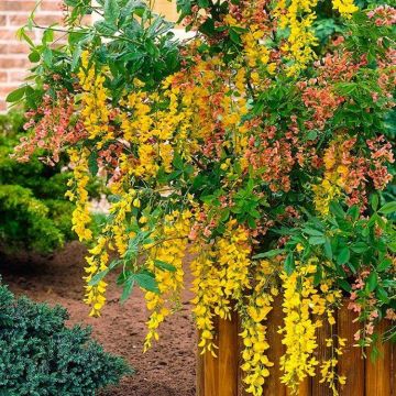 Adams Laburnum - Laburnocytisus adamii - LARGE circa 150cm Specimen