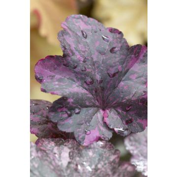 Heuchera Midnight Rose