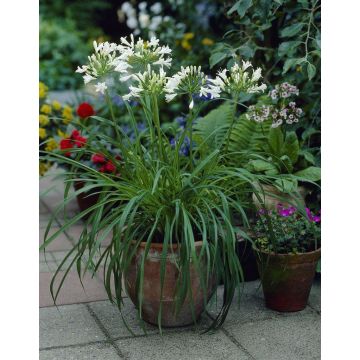 Agapanthus albus - Silver Lining - White Lily of the Nile Plants
