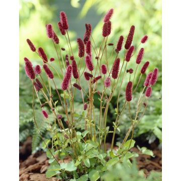 Sanguisorba menziesii