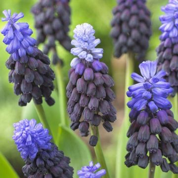 Muscari latifolium - Two-Tone Grape Hyacinths