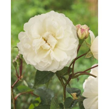 Rose Prosperity - Hybrid Musk Shrub Rose