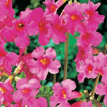 Incarvillea delavayi - Garden Gloxinia