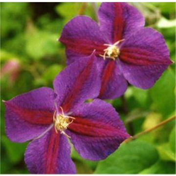 Clematis Star of India