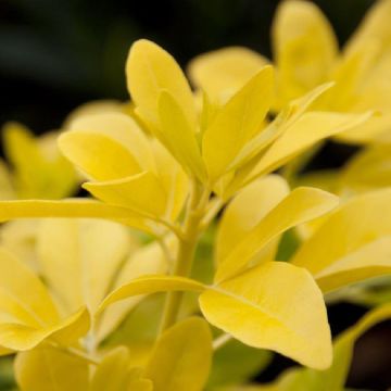 Choisya ternata Brica/Lich - Golden Sundance Mexican Orange Blossom