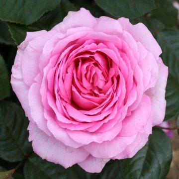 Rose Mum in a Million - Hybrid Tea Rose