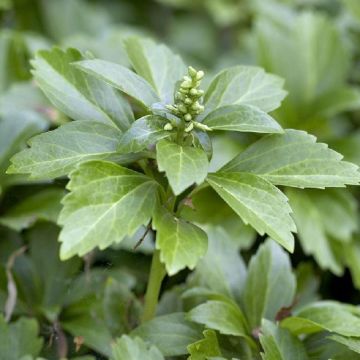 Pachysandra terminalis - Japanese Spurge