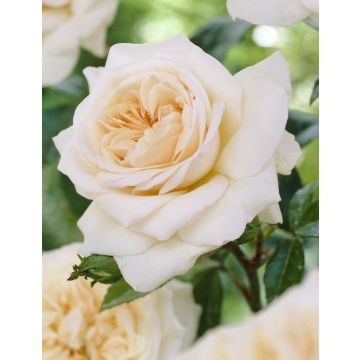 Rose 'Penny Lane' - Climbing Rose