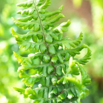 Dryopteris affinis Crispa