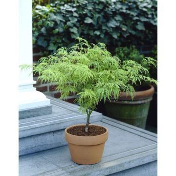 Acer palmatum Dissectum - Filigree Japanese Maple