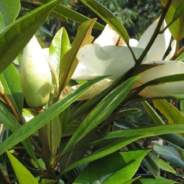 Magnolia grandiflora  Galissoniere - Bull Bay Tree - Large Evergreen Magnolia Tree -150-180cms