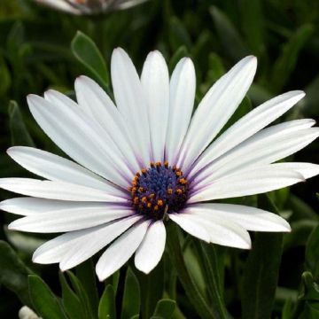 Osteospermum White Pixie - Hardy White Cape Daisy