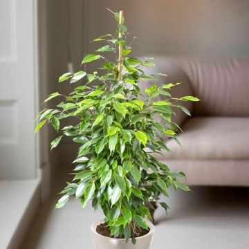 Ficus benjamina Anastasia - Weeping Fig Tree - House Plant