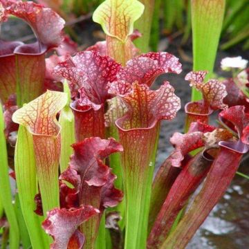 Pitcher Plant - Carnivorous Plant - Venus Fly Catcher Sarracenia