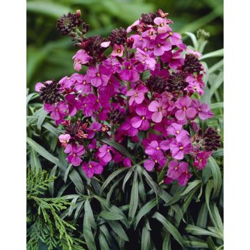 Erysimum Bowles Mauve - Perennial Wallflower