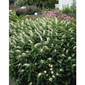 Lysimachia clethroides