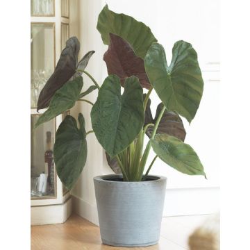 SPECIAL DEAL - Alocasia wentii - Giant Elephant Ears