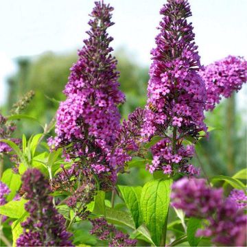 Buddleja Buddma 'Moonshine' - New & Exclusive Golden Foliage Buddleia