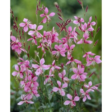 Gaura Siskiyou Pink