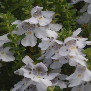 Prostanthera cuneata rotundifolia - Alpine or Australian Mint Bush