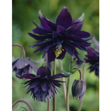 Aquilegia Black Barlow - Granny's Bonnet, Columbine