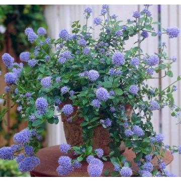 Ceanothus thyrsiflorus repens - Californian Lilac - Pack of THREE Plants