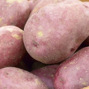 Kerrs Pink - Main Crop Seed Potatoes - Pack of 10
