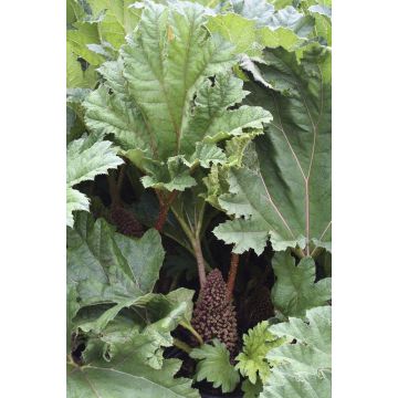 Gunnera Manicata - Giant Chile Rhubarb