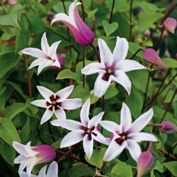 Clematis texensis Princess Kate