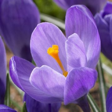 Crocus Remembrance - Pack of 10 Bulbs