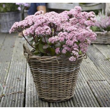 Sedum Matrona