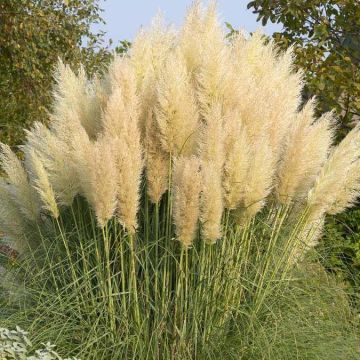 Dwarf Pampas Grass - Cortaderia selloana Pumila