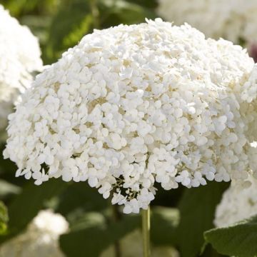 Hydrangea arborescens 'Incrediball' - Strong Annabelle - Giant Football Size White Flowers