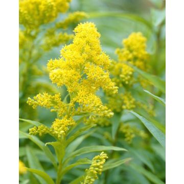 Solidago Goldkind - Dwarf Golden Rod