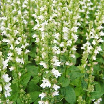 Lobelia siphilitica 'Alba'