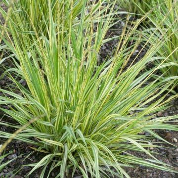 Molinia caerulea variegata - Pack of THREE