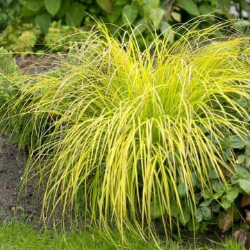 Carex elata Aurea - Bowles Golden Grass