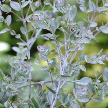 Eucalyptus gunnii - Cider Gum