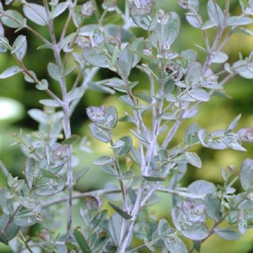 Eucalyptus gunnii - Large Cider Gum